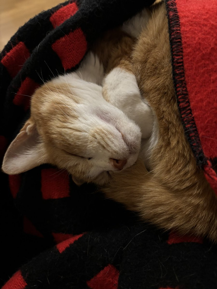 爆睡中😽
足が痺れてきた🙀