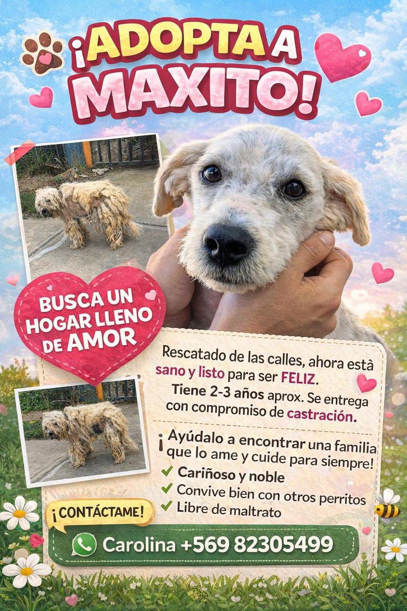 Chiquillos este hermoso y regalón enano necesita urgente hogar temporal o definitivo ! Contacto <a href="/canelapali/">CaneLapali ✨Caro</a> es pequeñito !