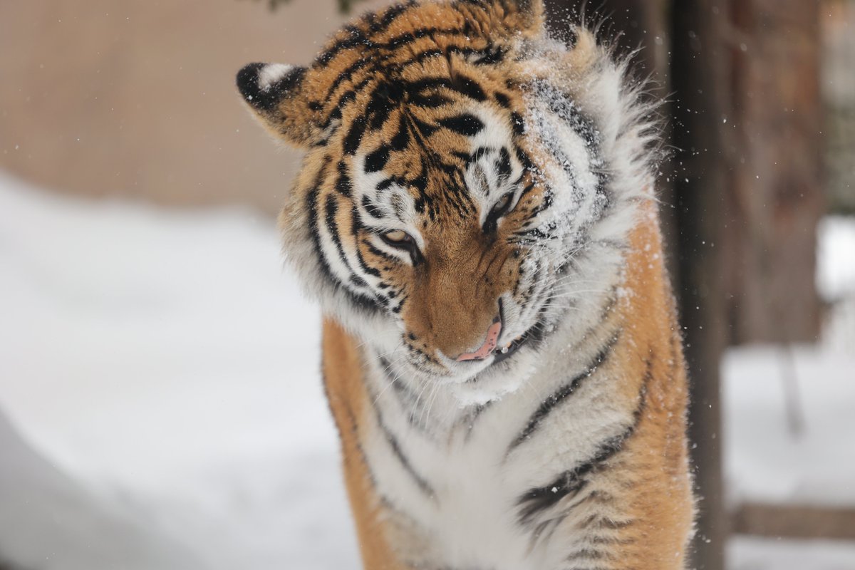 akke1205's tweet image. メイちゃん😁
#旭山動物園 #アムールトラ #メイ