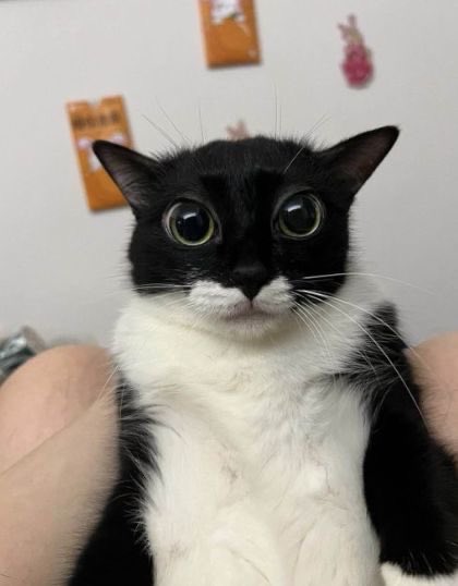 dailykittymand's tweet image. happy #assadzamanday &amp;lt;3