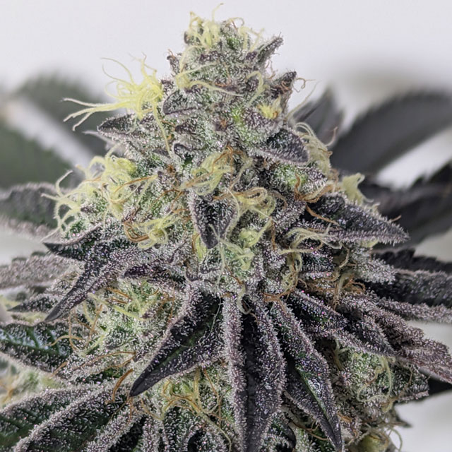 OS_Seeds's tweet photo. Jungle Lava – Pre-Harvest 🌿🔥
Highlighting solid plant structure, dense buds, and heavy resin coverage.
Big respect to @XII_XII_MrGreen for the grow and the photos!
Grown Jungle Lava Share pics
Happy growing! – Original Sensible Seeds
https://t.co/8ycW3E3lGv https://t.co/p3hGYELxPZ