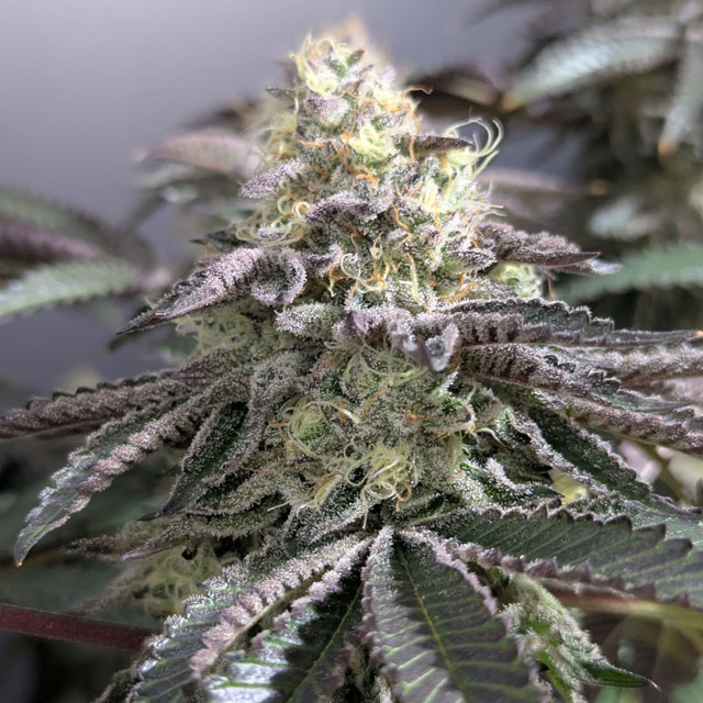 OS_Seeds's tweet photo. Jungle Lava – Pre-Harvest 🌿🔥
Highlighting solid plant structure, dense buds, and heavy resin coverage.
Big respect to @XII_XII_MrGreen for the grow and the photos!
Grown Jungle Lava Share pics
Happy growing! – Original Sensible Seeds
https://t.co/8ycW3E3lGv https://t.co/p3hGYELxPZ