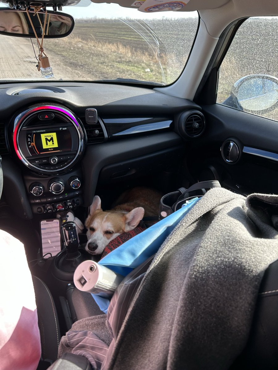 vodalexa's tweet photo. Питомцы как обычно чужие ввиду моей аллергии, но фотками радуюсь. Про Лесю с последней фотки есть история выше. https://t.co/wRFAAPf88Y