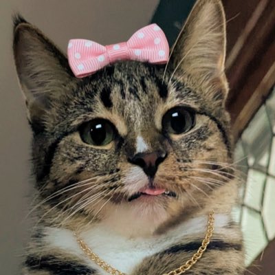 MariaCantCode's tweet photo. #NewProfilePic https://t.co/uGo3cytWP7