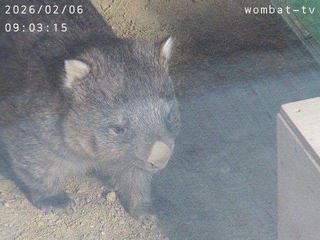朝だよ〜。
#ウォンバット　#五月山動物園