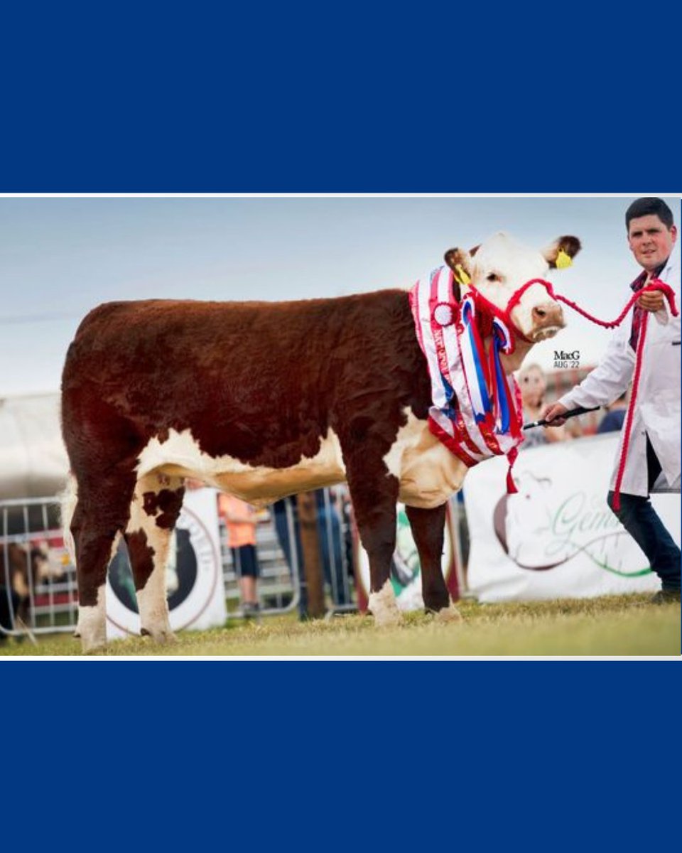 Prestige Beef tweet media