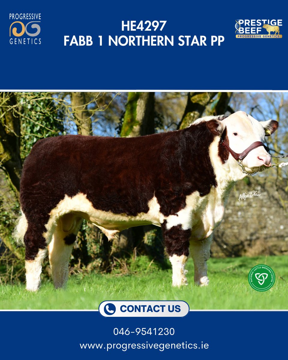 Prestige Beef tweet media