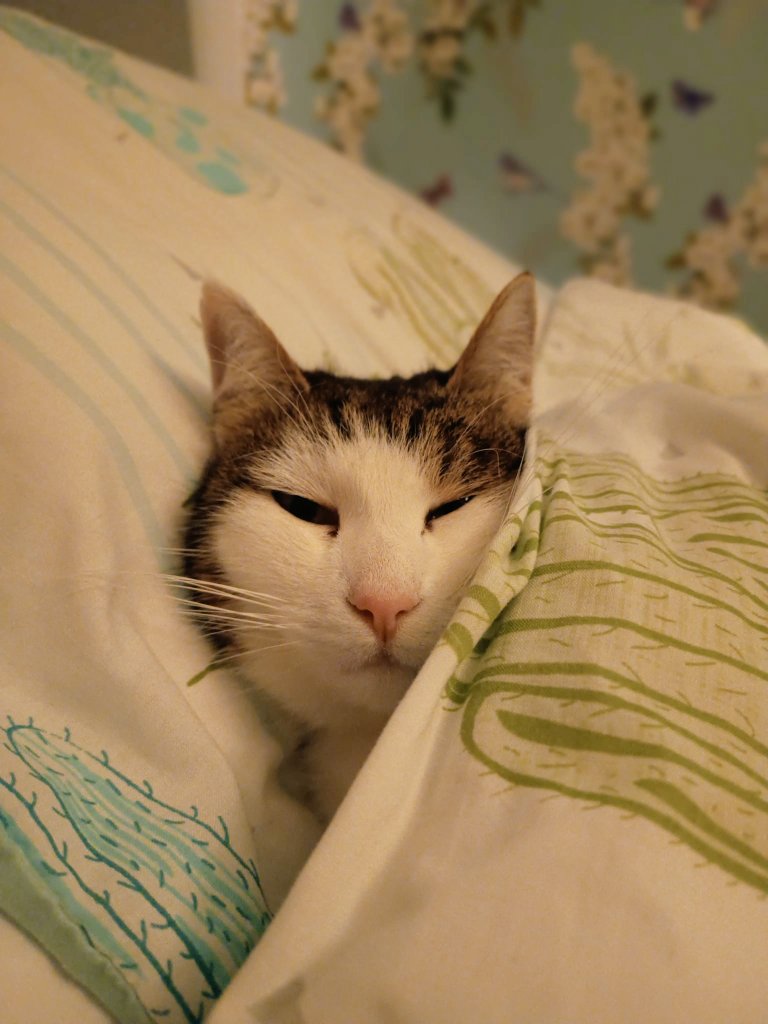 IvanandFelix's tweet photo. If you're waking me up just to stroke me and you're not offering food, go and bite yourself and save me the bother. ๐พ๐พ
#CatsOfX #CatsOnTwitter #DietsSuck #TheyreStarvingMe https://t.co/fETis8gFre