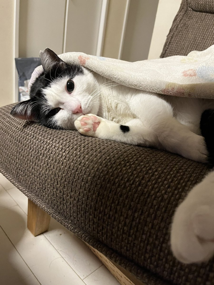 610tyangi's tweet photo. こんばんわ〜💫

#ねこ #ネコ #猫 #キャット #CAT #cat https://t.co/bpk8DBmTY7