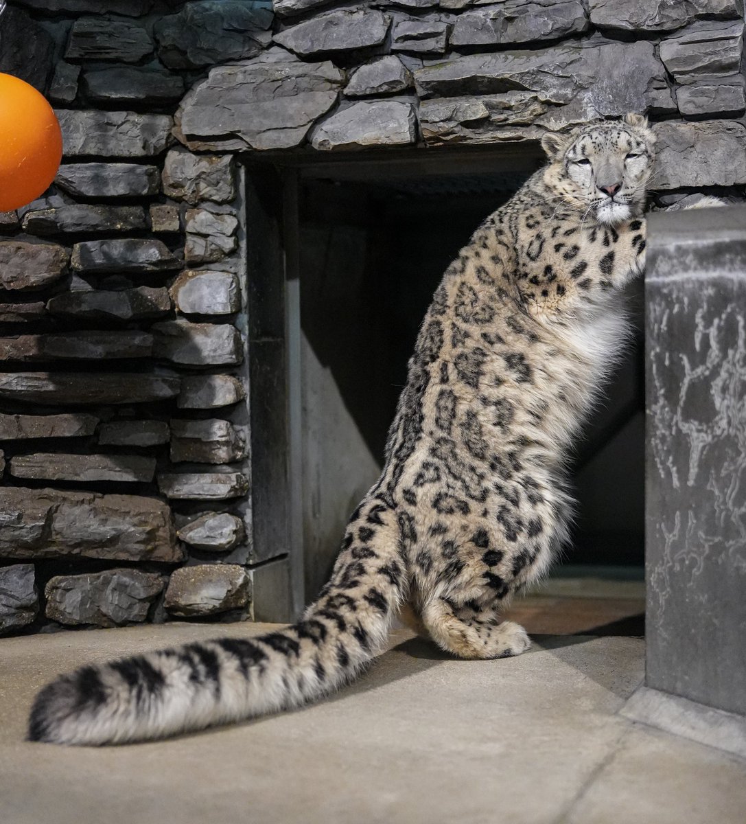 たまにはこんなお顔のヒメも😑
⁡
#いしかわ動物園 #ユキヒョウ #ヒメル 
📷260206