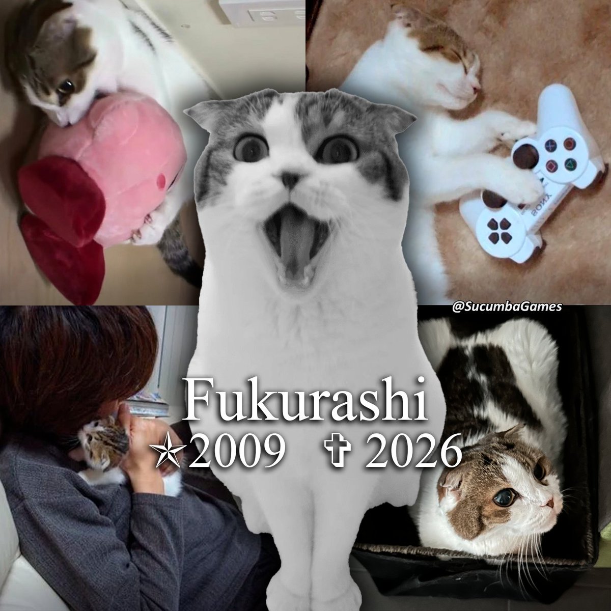 SucumbaGames's tweet image. A gatinha Fukurashi, do criador de Kirby, Masahiro Sakurai, infelizmente faleceu ontem.

Ela foi a companheira fiel de Sakurai por longos 17 anos, servindo de inspiração e suporte para a criação de seus games. Ele escreveu em seu Twitter:

“Minha amada gata Fukurashi faleceu às…