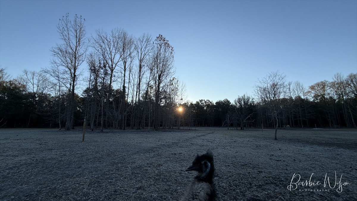 barbiedoll_eyw's tweet image. Welcome to frosty Friday!  29 degrees here on the #DogGoneRanch #BringOnSpring Good morning! #sunrise #emu