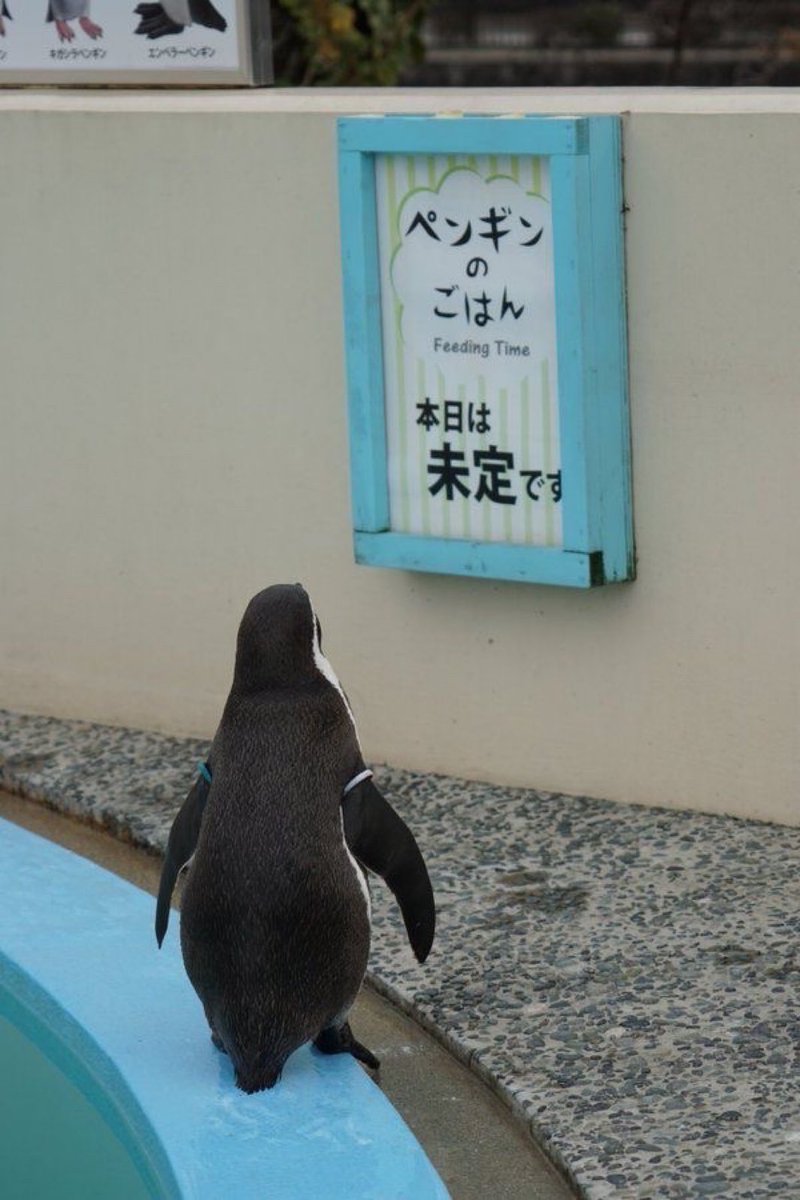 animalkyat's tweet photo. 未定です https://t.co/TaMwD8Fnby