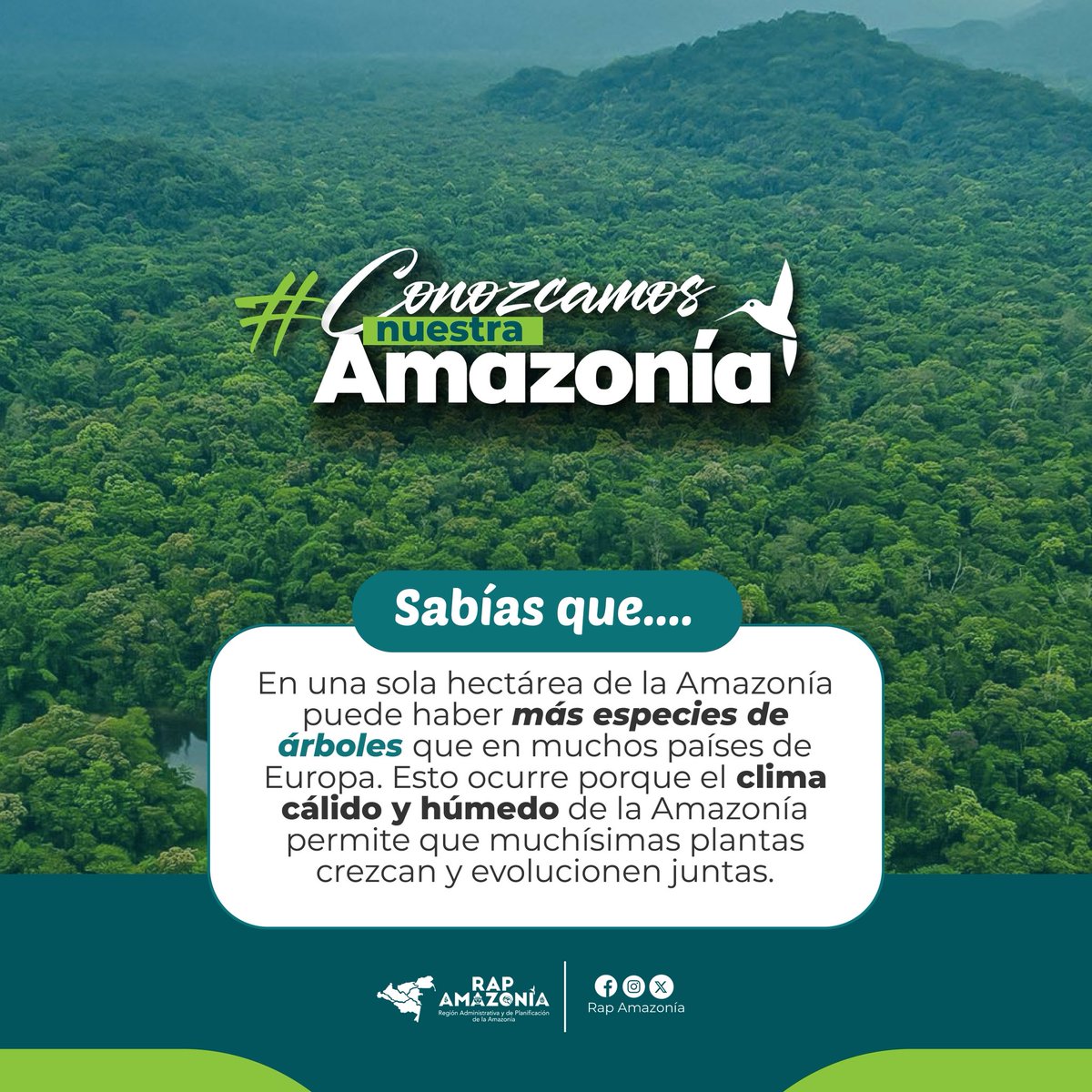 La selva #amazónica nunca deja de sorprender 🌳 Cada dato nos invita a mirarla con más respeto y compromiso. ☘️🍃

#SomosRAPAmazonía
#ConozcamosNuestraAmazonía