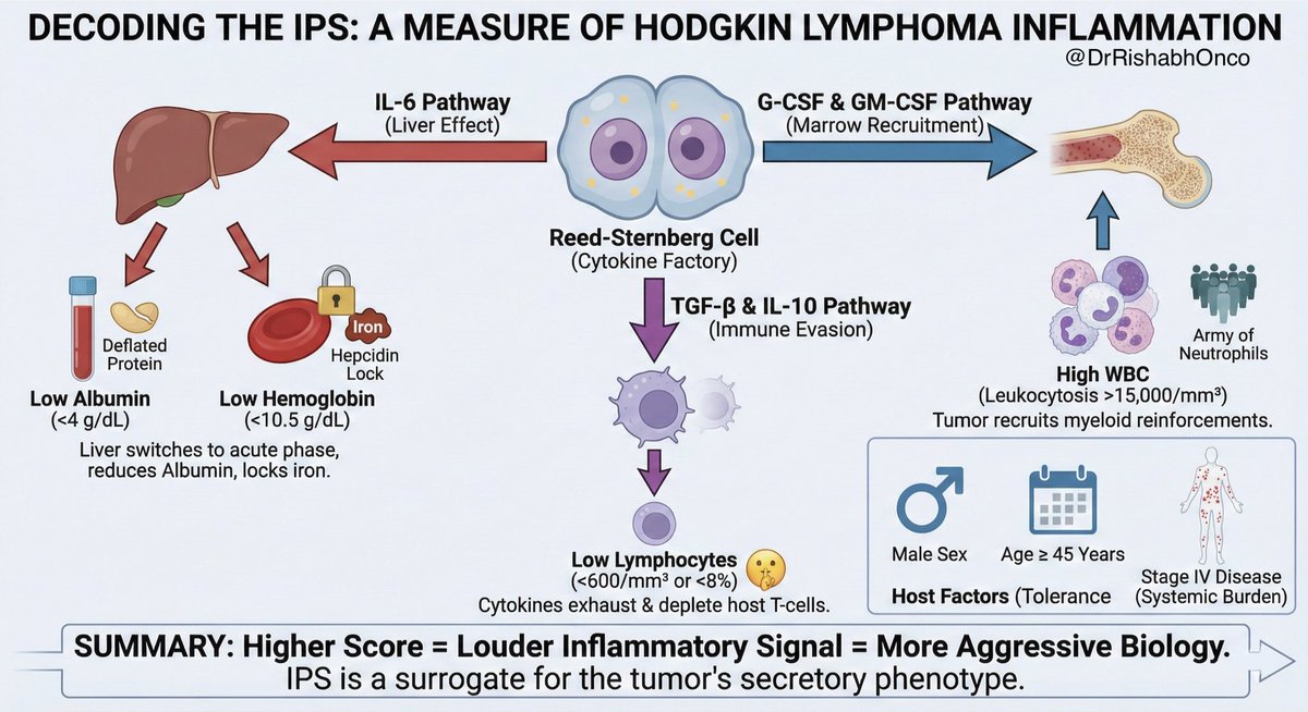 The Hodgkin Lymphoma Prognostic Score (IPS) is taught as 7 unrelated risk factors.
That’s misleading.

IPS is really a snapshot of the Reed–Sternberg cell’s inflammatory output 🏭🔥

Albumin ↓ Hb ↓
↳ IL-6 flooding the system, acute phase response, hepcidin on overdrive

WBC ↑