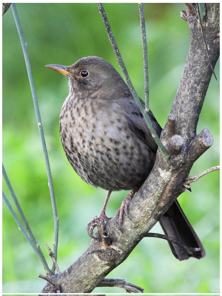 Yama_VP's tweet photo. • Turdus merula ♀️

[Merlo/ Common Blackbird ]

#Turdusmerula #Blackbird #ParcoAltaMurgia #WildLifePhotography #Birds #Afni #Apulia #Italy https://t.co/b4SEzMxnkF