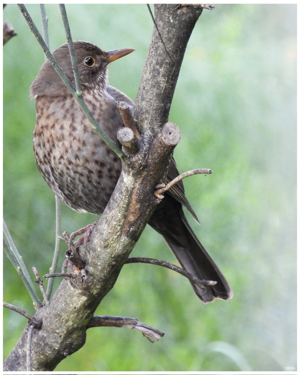 Yama_VP's tweet photo. • Turdus merula ♀️

[Merlo/ Common Blackbird ]

#Turdusmerula #Blackbird #ParcoAltaMurgia #WildLifePhotography #Birds #Afni #Apulia #Italy https://t.co/b4SEzMxnkF