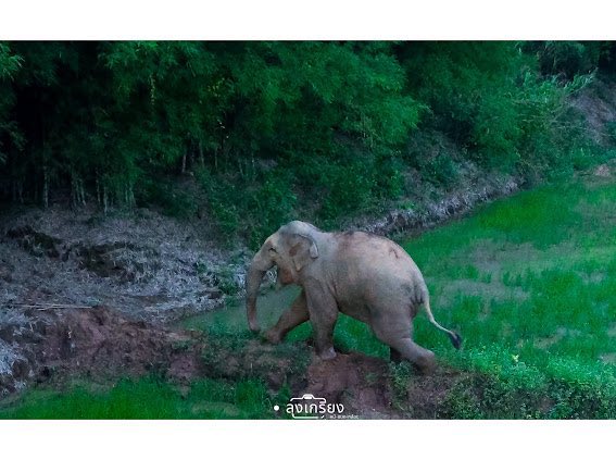 dandeelionn8's tweet image. ดูดิ สดใสเท่าโลก ขนาดชะตาพลักให้โตมาโดดเดี่ยวไปไหนก็มีแต่คนไล่ ยังไร้เดียงสาอยู่มาก น้องแค่10ปีเอง เจอคนล้อมไล่ไม่พอใจทำได้แค่พ่นดินพ่นหญ้าแล้ววิ่งหนี 😢
#สีดอหูพับ