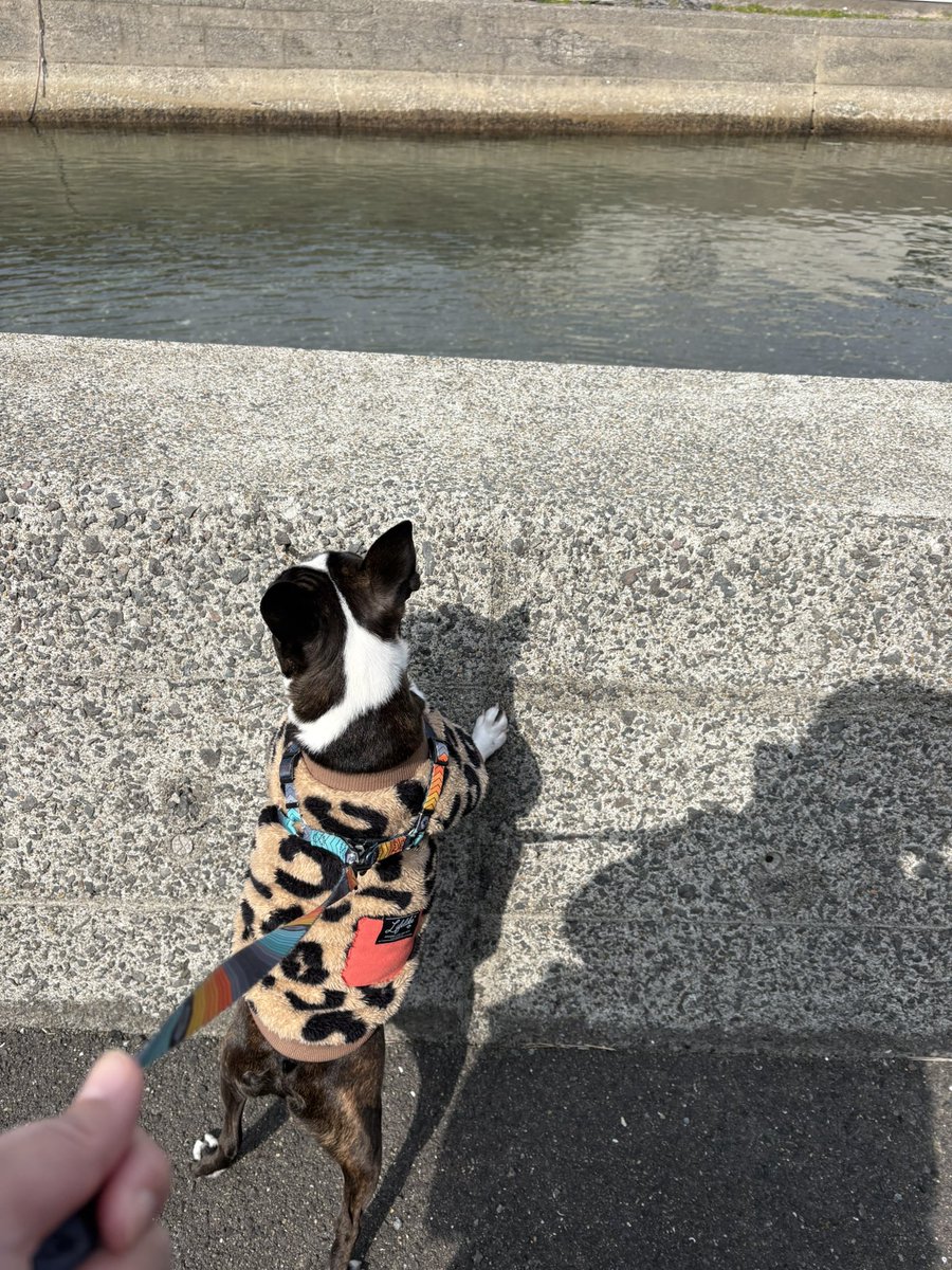 ボストンテリアのいぎす🐶 (@iggy_329) / Posts / X
