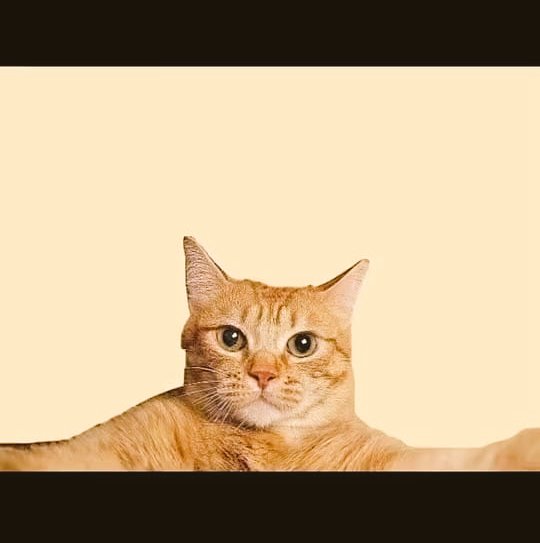 petcats99's tweet photo. Meoww https://t.co/1AneCJOUNa