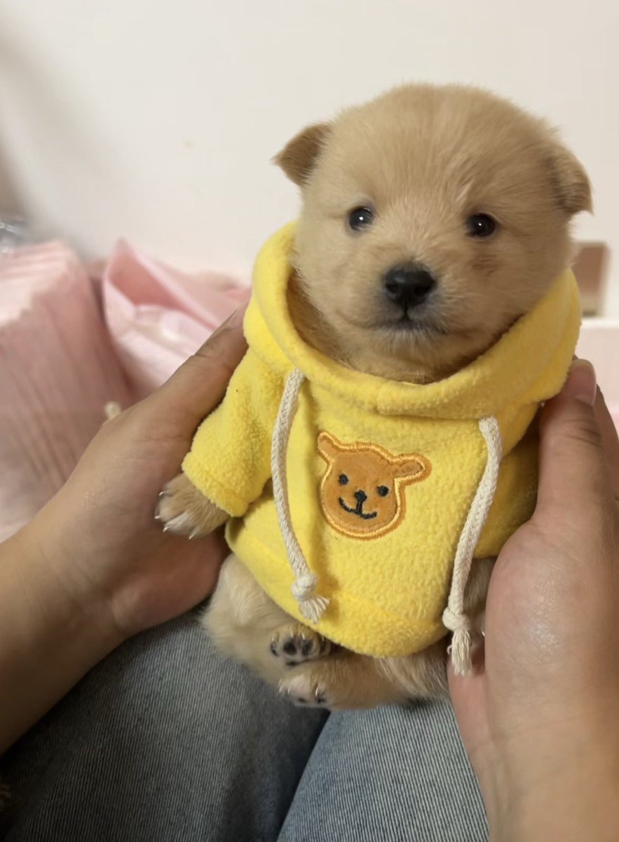 💖 (@twaniimals) on Twitter photo 