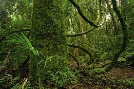 #SelvaViva La Ingeniería Forestal advierte sobre una “regresión ambiental” ante los cambios propuestos a la Ley de Bosques economis.com.ar/ingenieria-for…