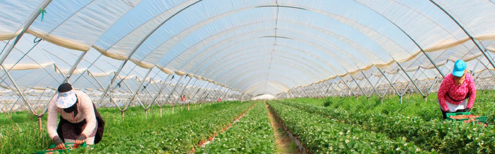 CoopsAgroES's tweet photo. El reto de la #manodeobra en @CoopsAgroES estamos impulsando diversas iniciativas y soluciones realistas que  puedan ayudar a nuestras #cooperativas y a sus asociados a sobrellevar mejor este reto. 
Puedes leer este artículo en la página 18 de la revista https://t.co/F81N92t66I https://t.co/FM5sYp6EsX