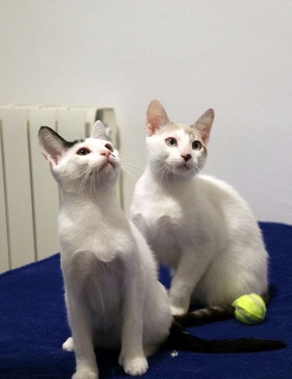 AdopFelinasVLC's tweet photo. Los hermanos #MATY y #MATISSE van siempre a la vez, incluso para seguir el juguete 😺❤😺
#AdopcionConjunta
https://t.co/7gtKuiwpKh https://t.co/94pBuuJWJB