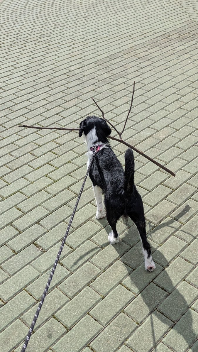 Buho ingenioso :3 tweet media