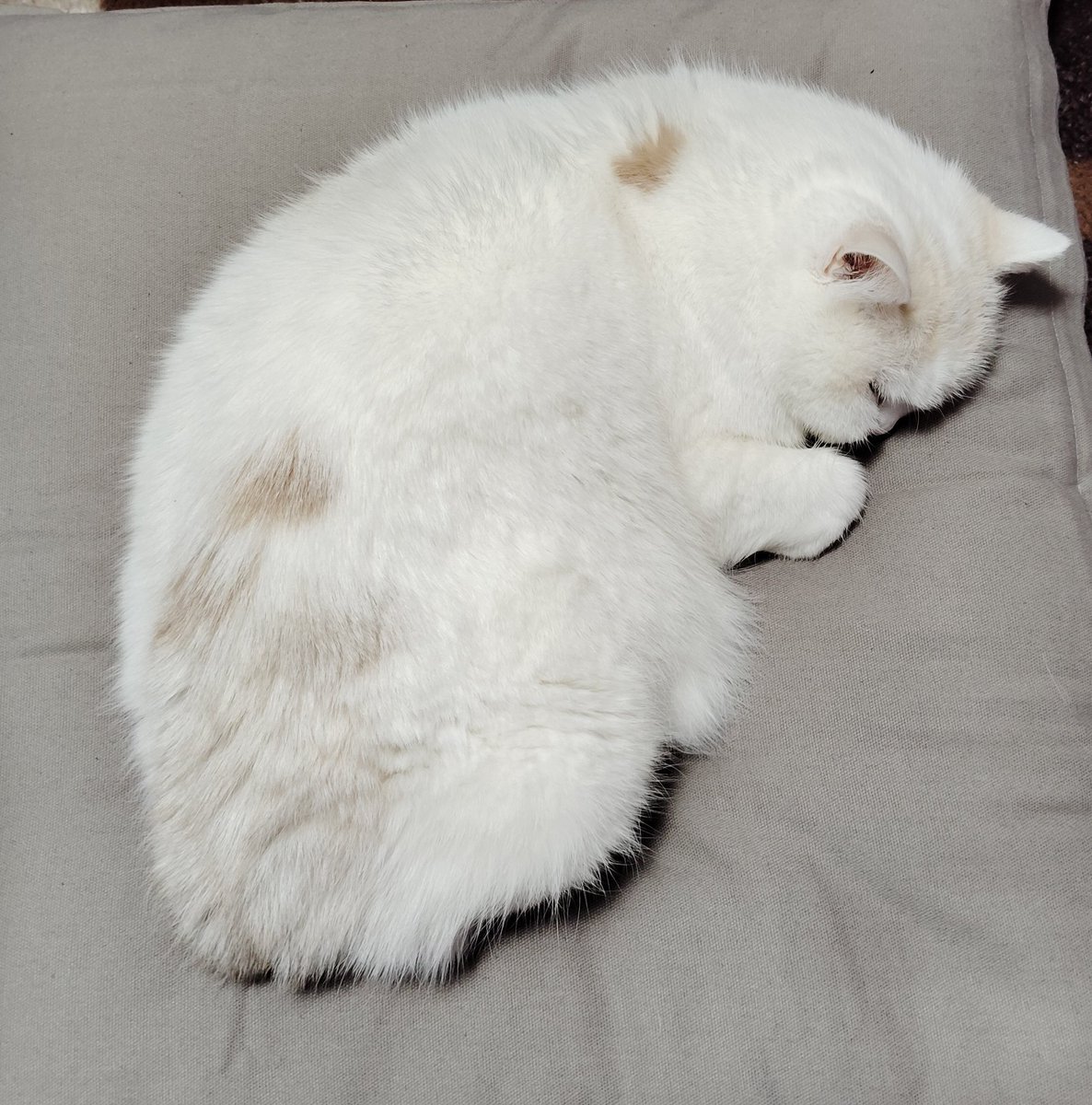 福ちゃん (@fukuchanwhite) on X