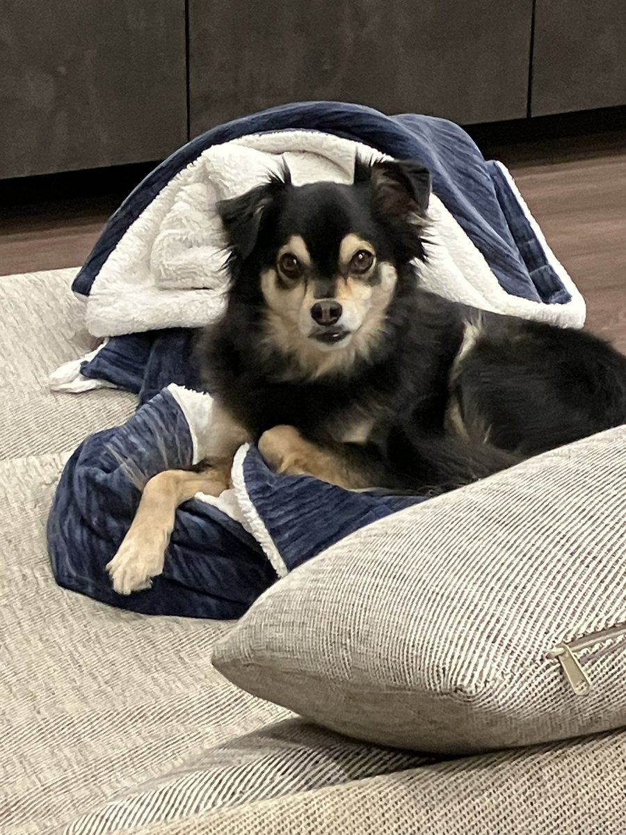 チョコ（デカチワワ） (@chocotycho) / Posts / X