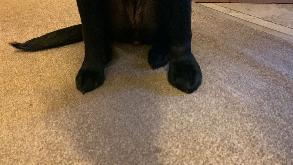 Poppydog & Willow tweet media