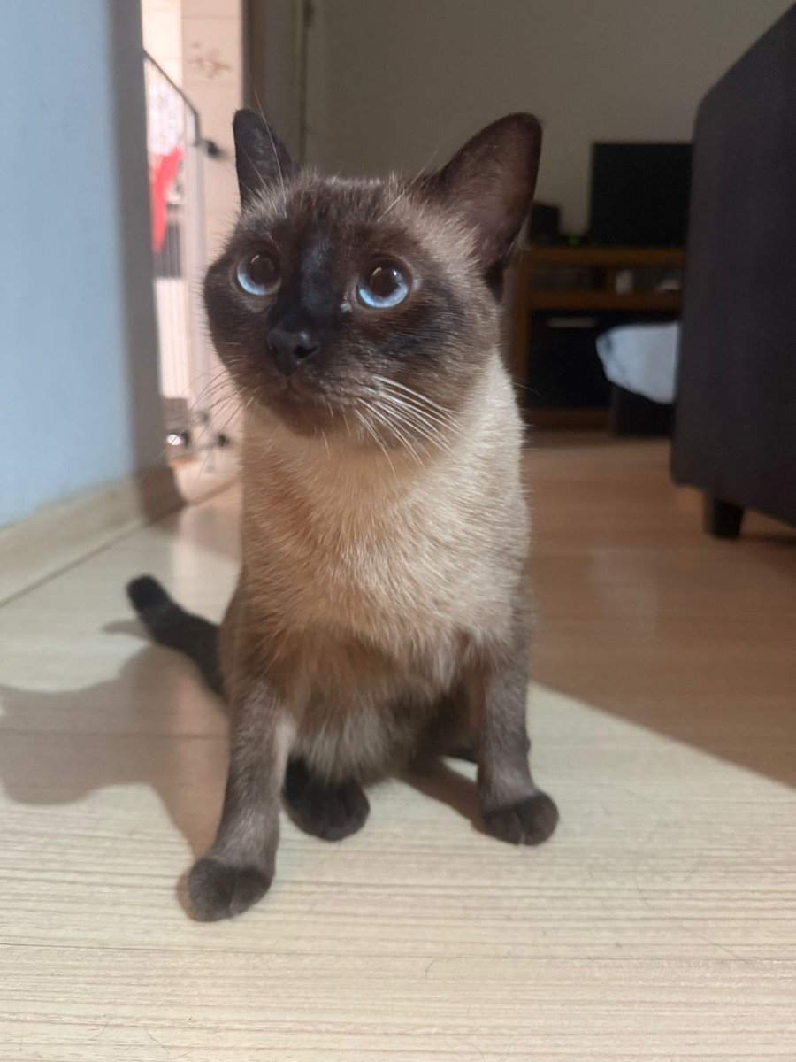 PureSedutcion's tweet photo. @FalandoDeMaico Alguém poderia colocar meus pets para dançar igual ao Spitz , por favor? Obrigada https://t.co/OVB6BUBQOK