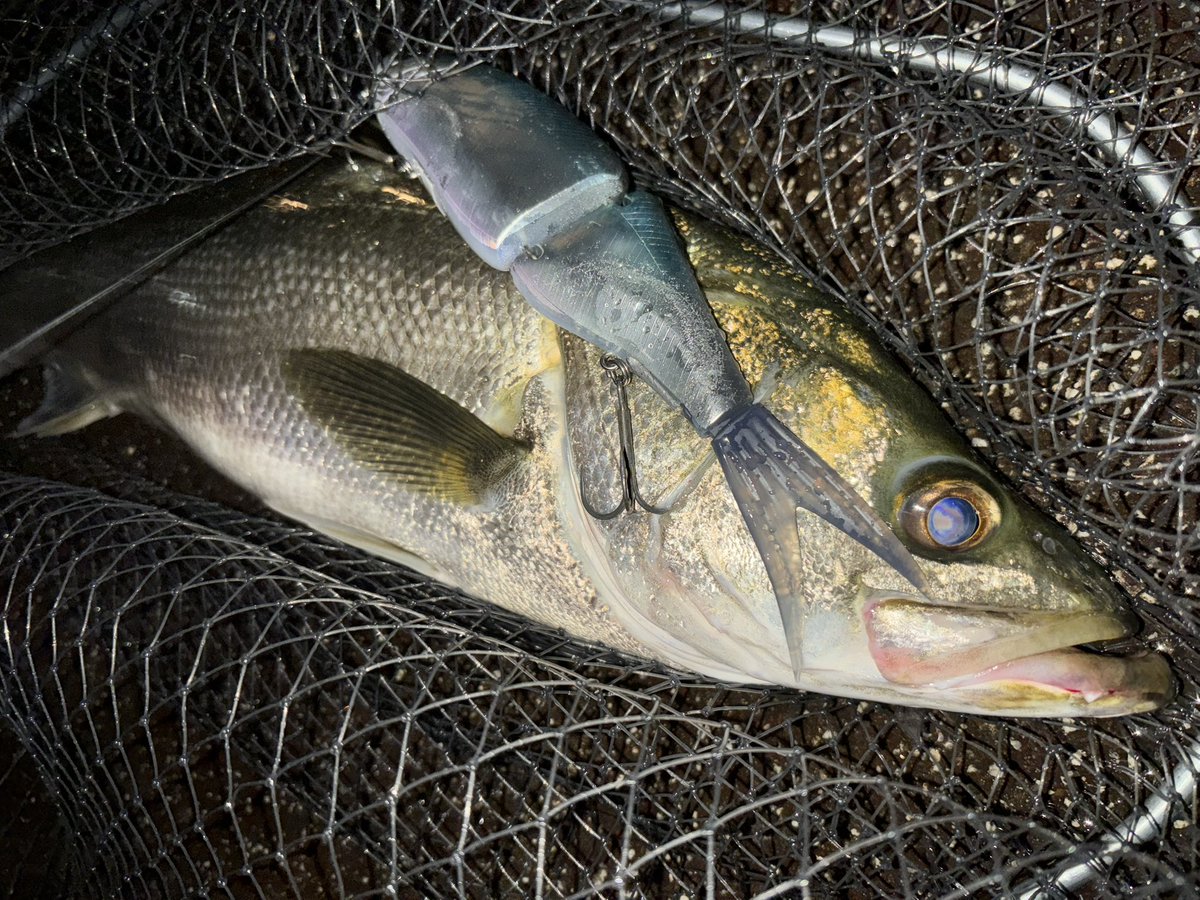 釣り竿と水温計持って深夜の川を練り歩き、自然観察と水温測定して回る不審者ムーヴを数年間続けた甲斐あって生き物と水の周期的な動きの解像度が年々上がってきてる。
こういう自然環境調査が魚釣りの醍醐味ですよね 