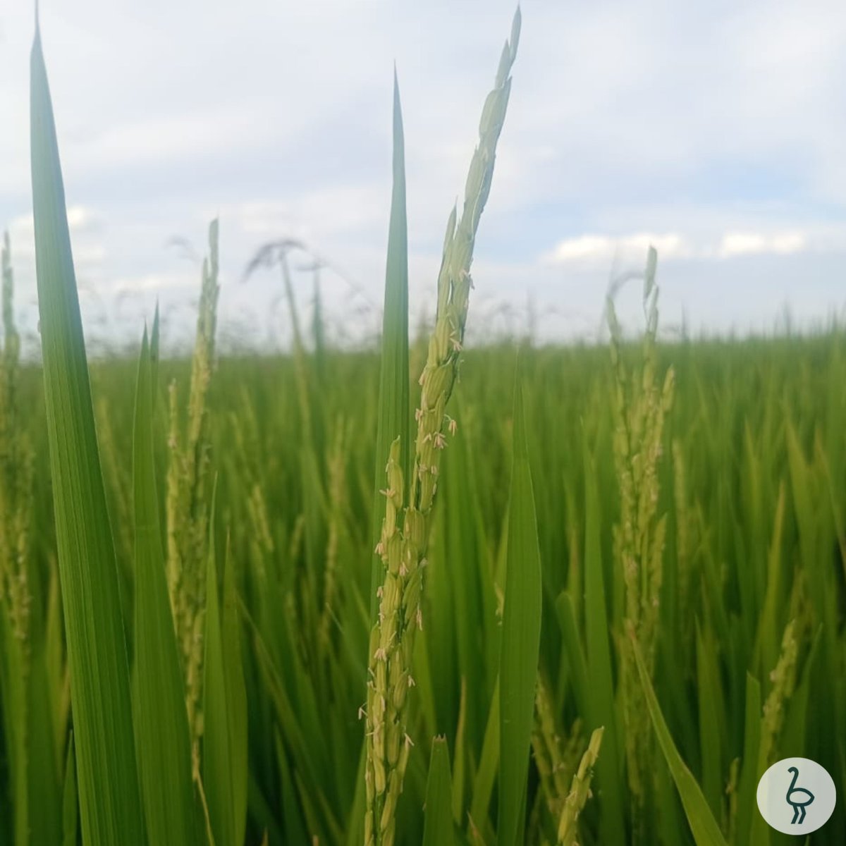 Recorrida a campo | Arroz en estado reproductivo 🌾

#agricultura #arroz #mercedes #corrientes