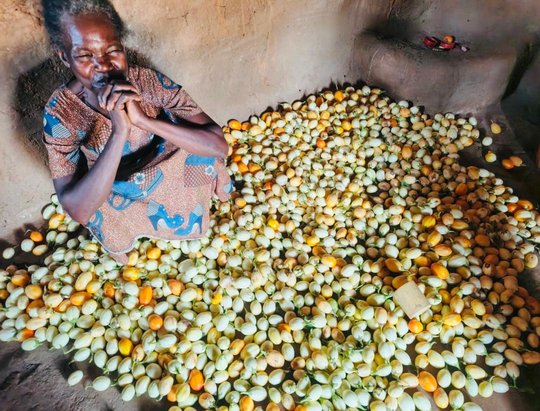Apedcrdc's tweet image. @Maniema : Une veuve bénéficiaire d’un projet humanitaire récolte des aubergines dans son jardin ménager, contribuant à la sécurité alimentaire de son foyer.
Projet mis en œuvre par APEDC en partenariat avec la @RHA
#securitéalimentaire #Humanity