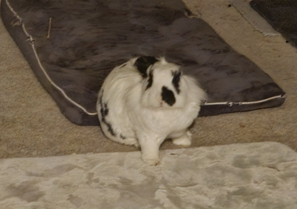 인간적으로 집에 토끼있는 사람은 재택하게해줍시다
갔다온댜고인사하고일어나면쓰다듬다말고어디가냐고저렇게쳐다보는데어떻게가요내가싸패도아니고