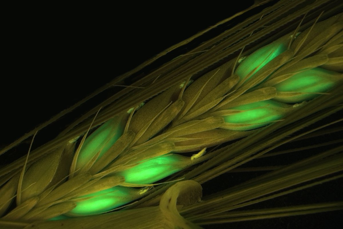 Leibniz IPK tweet media