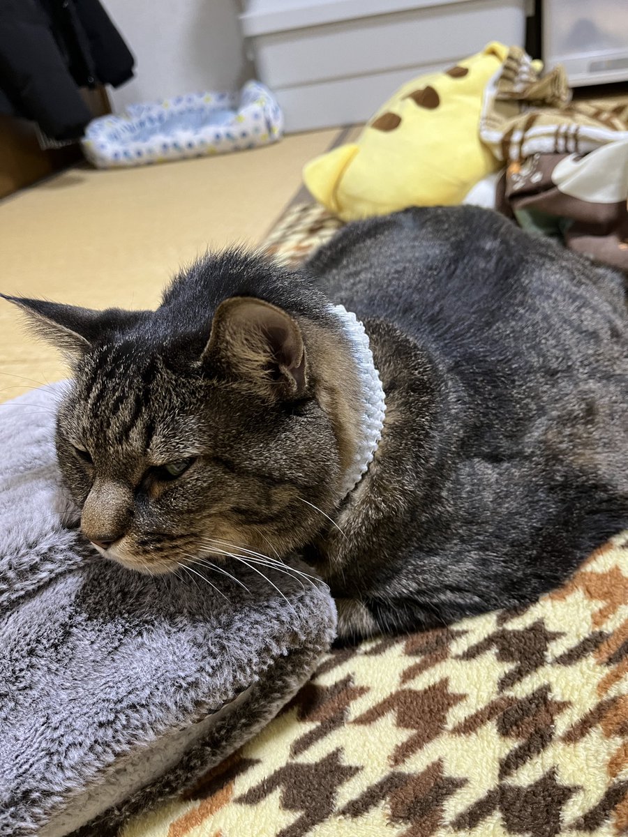 ねこじま まめたろう (@nekojima_22) / Posts / X