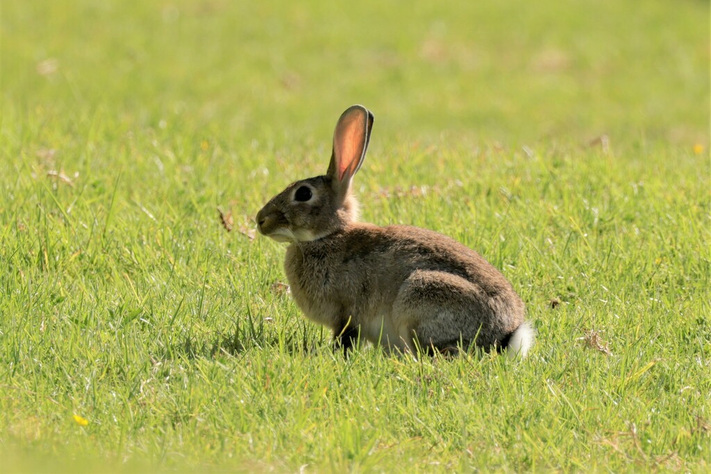 World Lagomorph Society tweet media