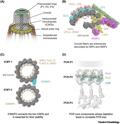 TrendsParasitol's tweet photo. Structural and regulatory principles underlying apicomplexan conoid function https://t.co/3v0BvWPfkE https://t.co/TKLhAXNWSr