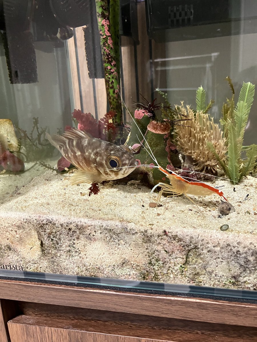 monnonkm's tweet photo. 三年飼育してたメバルが尾腐れ病で死んでしまいました。ホンソメワケベラを導入して、粘液を取られたストレスからか体調を崩し、ヒレがかけはじめてからはあっという間に進行しました。ホンソメ導入前は元気だったからあまりにも悔やまれる https://t.co/J6SiLnvaxB