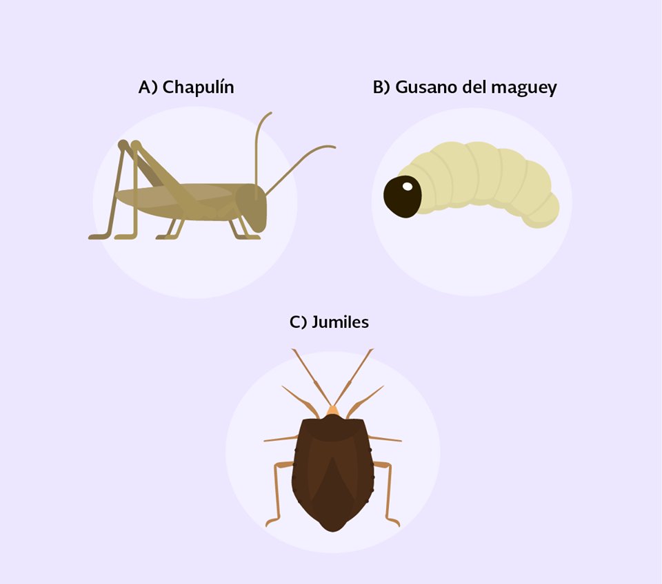 agriculturamex's tweet image. ¿Cuál es tu favorito?
#Comida #México