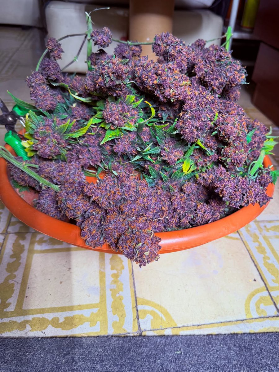 💨4⃣2⃣0⃣ HIGH GIVEAWAY 💨
CAP + NEW LOGO SOCKS TEXTILE POT +
10 seeds of your choice 🌱✨
You know what to do:
• Follow fast_buds
• Tag 3 friends
• Like + Retweet
Purple Haze Auto by FattestBuds
We will announce the winners next week!