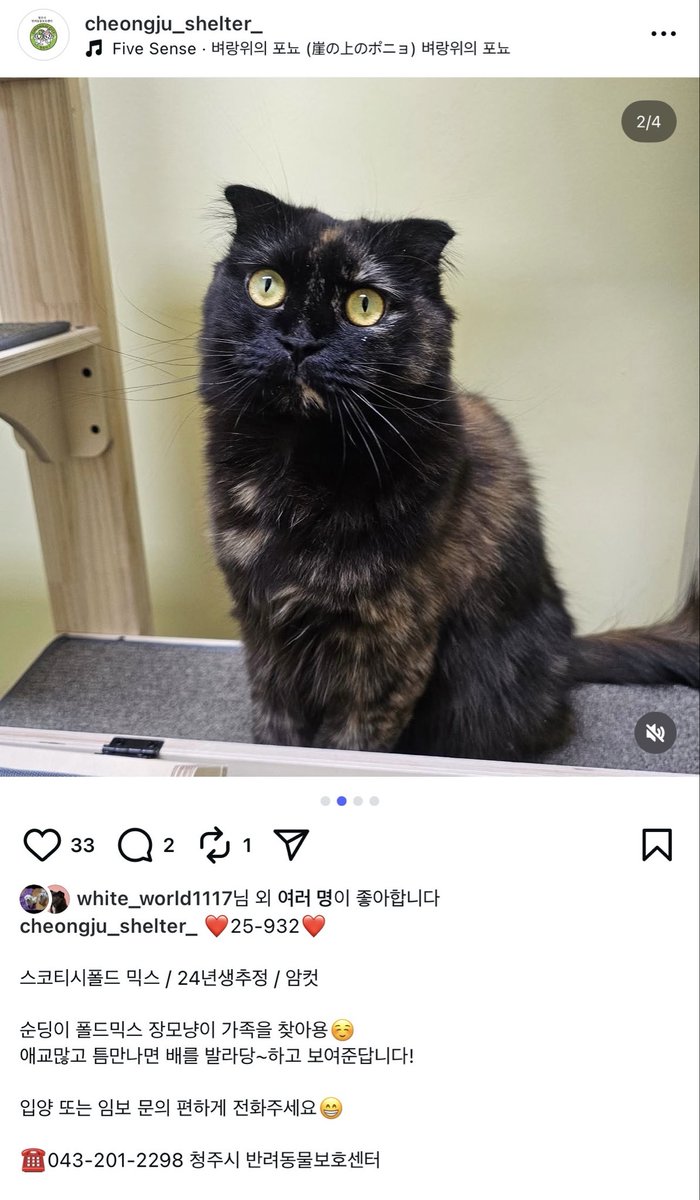 와 이렇게 코 큰 고냥이 처음봐
현재 청주보호소에 있대요!!