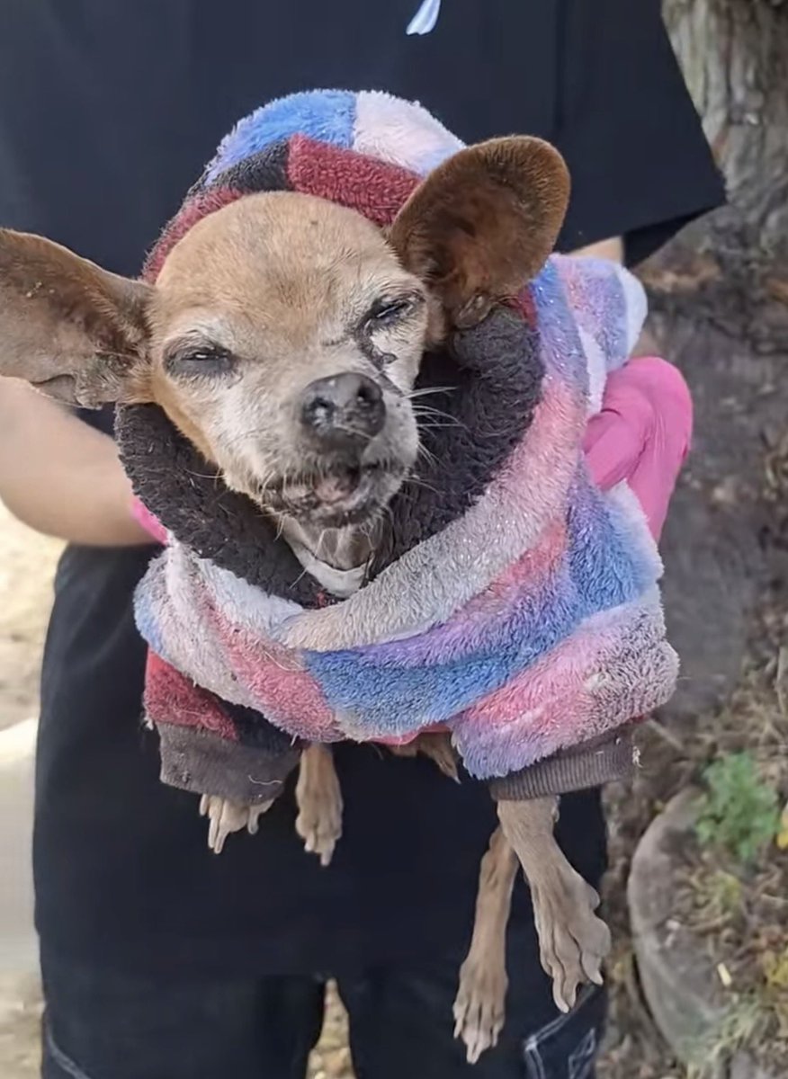 🔴 El dueño de la perrita chihuahua de avanzada edad, que fue abandonada en calles de #Coacalco, #Edomex, pintó su camioneta para evitar ser identificado, pero finalmente fue detenido por la policía.

Lamentablemente, la perrita falleció por problemas de salud. 🐾

📲 Síguenos en