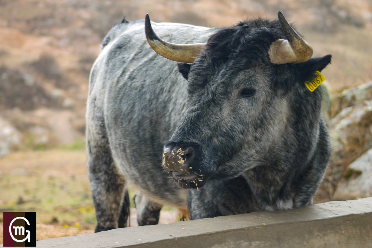 Al paso del día a día se persiguen los sueños, el campo con paciencia sigue adelante. Tengan todos un estupendo fin de semana. #lavidadeltoroenelcampo