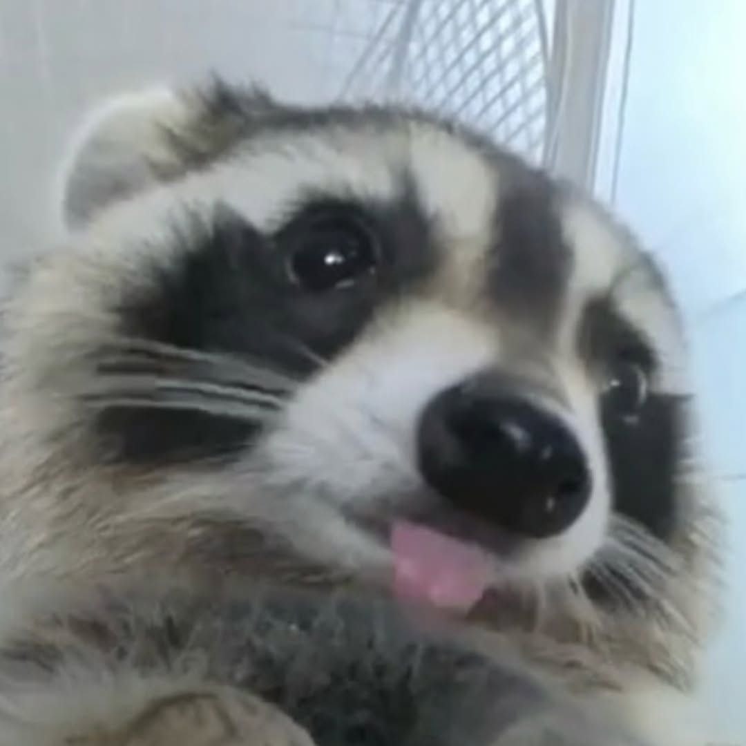 raccoon with confusing auras (@raccoonauras) on Twitter photo 