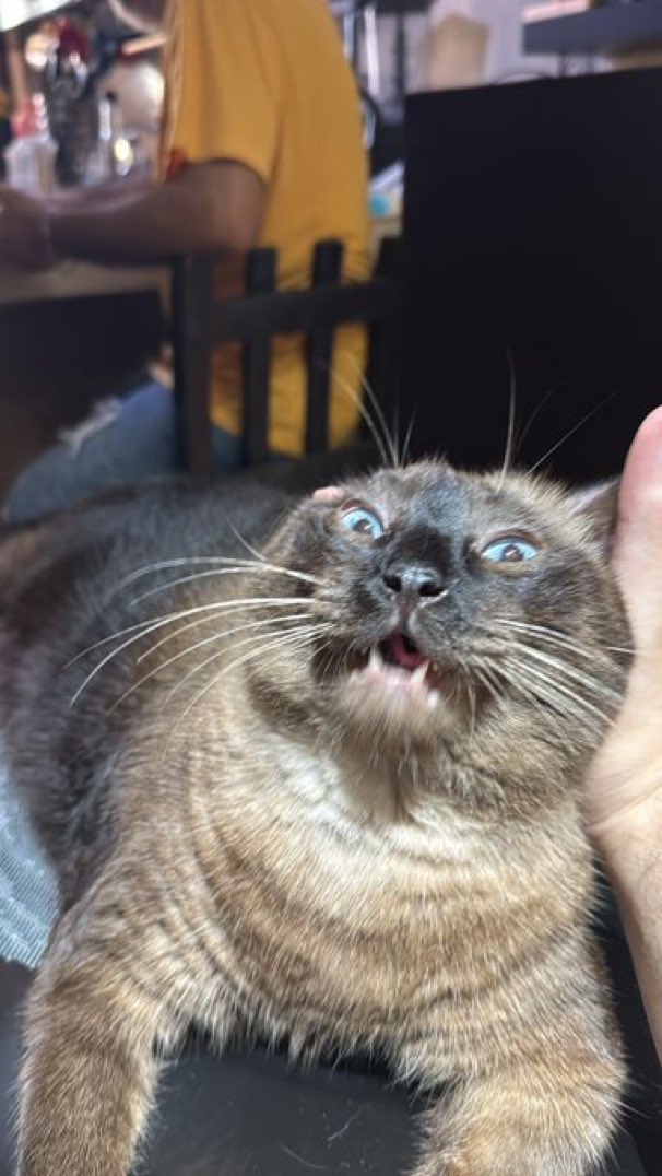 Cats with their heads held back tweet media