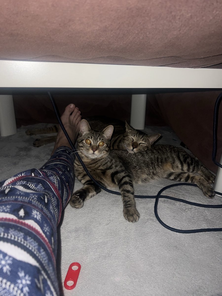 コタツきもちええなぁ

#猫